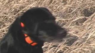 Fin amp Feather Report  Pheasant Hunting with Dogs Part I [upl. by Olin]