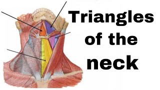 تشريح triangles of neckمرحلة ثانية طب الأسنان Trianglesoftheneck [upl. by Henni535]