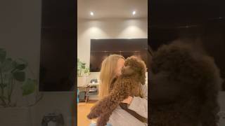 I love you TEDDY😉😇😎 fypシ゚ funny shortvideo viralvideo love puppy dog viral shorts [upl. by Schulein699]