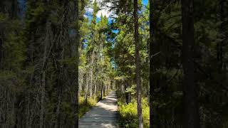 Walking among the tall pines… [upl. by Chappy]