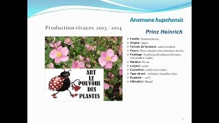 Anemone hupehensis Prinz heinrich plante vivace [upl. by Eiramait]