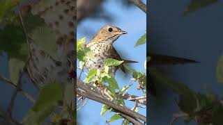 Swainsons Thrush Song Video Soothing Sounds for Sleep [upl. by Yhpos]