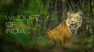 Air India Destination Diaries  Wildlife of India [upl. by Dymoke51]