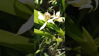 Prosthechea fragrans P aemula [upl. by Ika28]