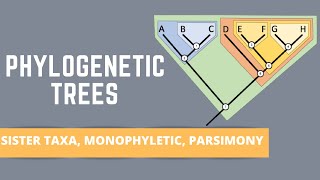 READING PHYLOGENETIC TREES ALL ABOUT SISTER TAXA MONOPHYLETIC GROUPS PARSIMONY [upl. by Yalonda]