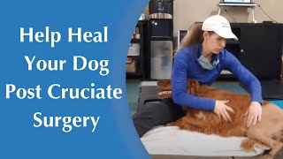 How to Help Your Dog Heal After Cruciate Surgery  Increasing Range of Motion [upl. by Akira]