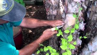 How To Treat Chlorosis In Trees [upl. by Irahc]