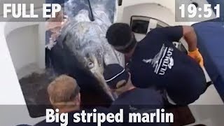 BIG STRIPED MARLIN FISHING [upl. by Ohcamac]