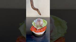 Snake Rescue P2 shorts shortvideo viral rescue snakerescue [upl. by Annayr]