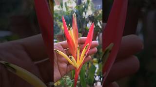 Heliconia plant first Flower kavyagardengallery ytshorts gardening shorts [upl. by Llezom]