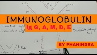 Immunoglobulin structure and types  NEET [upl. by Winterbottom452]