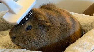 Capybara Gets Brushed KONA amp SUBA GUINEA PIGS [upl. by Kcirde]