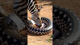 The serpent swallows the little zebra [upl. by Lesh675]