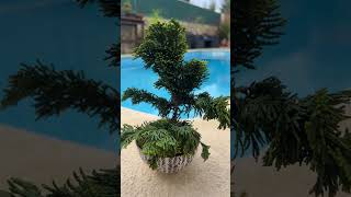 Hinoki Cypress bonsai experiment [upl. by Enerak]