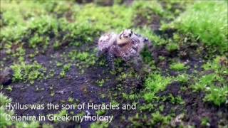 Hyllus Semicupreus The Cute Spider [upl. by Duff462]