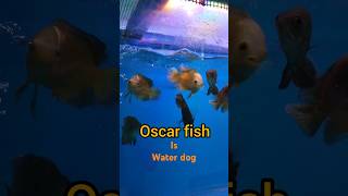 Water dog of aquarium hobby oscarfishaquariumhobbyaquariumfishes [upl. by Boyt949]