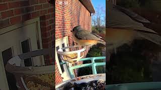 Tufted Titmouse 11112024 [upl. by Cowan]