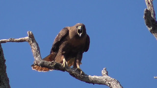 Golden Eagle or Redtailed hawk call [upl. by Auguste]