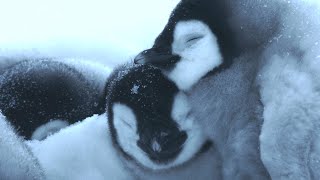 Baby Penguin’s First Steps  4K UHD  Dynasties  BBC Earth [upl. by Coulter]