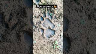 Tiger pugmark 🐅🦌corbett wildanimals tiger jimcorbett safari [upl. by Yllil]