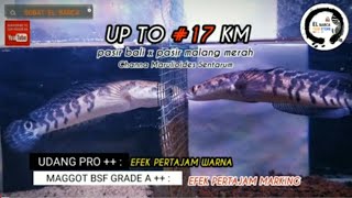 CHANNA MARU progres otw 20 KM Full pakan Udang Kering pro  Maggot BSF Spirulina makin joss boss [upl. by Lefty]