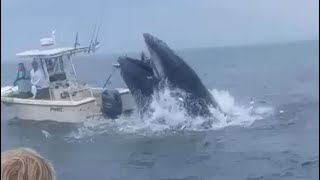 Never seen anything like this Boaters thrown into ocean after whale capsizes vessel [upl. by Carlene153]