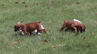 Boxer Puppies For Sale [upl. by Egarton]