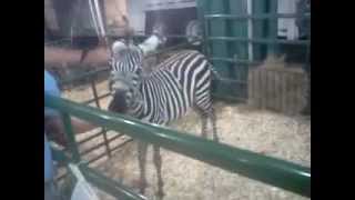 Petting Zoo  The Great New York State Fair [upl. by Erdreid218]