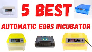 Top 5 best chicken hatching eggs incubator [upl. by Kcim]