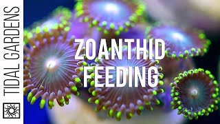 Zoanthid Polyp Feeding [upl. by Yim]