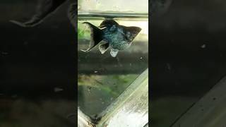 Fish giving birth fiahvideo abid ali khan channel [upl. by Orapma991]