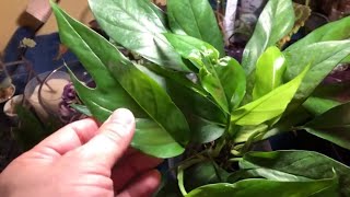 RESCUE MISSION Epipremnum pinnatum  Baltic Blue Pothos In Need Of TLC [upl. by Sajovich868]