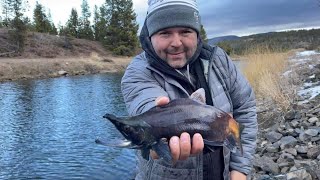 How to Catch a LOT of Kokanee Salmon in Colorado [upl. by Giff]