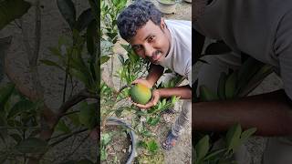 Nucelar musambi trending fruiting farming viralvideo fruit [upl. by Ridinger356]