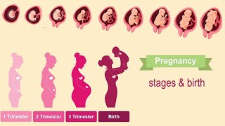 Pregnancy First Second and Third trimesters [upl. by Rodenhouse]