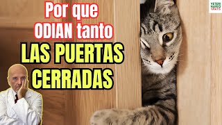 🐱 ¿PORQUE LOS GATOS ODIAN TANTO LAS PUERTAS CERRADAS 🐱 [upl. by Yatnahs]