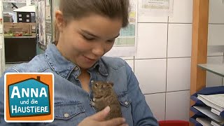 Degu  Reportage für Kinder  Anna und die Haustiere [upl. by Aria]