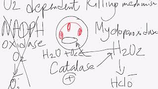 USMLE step 1 concepts chronic granulomatous disease [upl. by Bathilda]