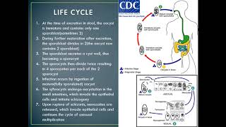 Cystoisosporiasis Isospriasis [upl. by Ruomyes]