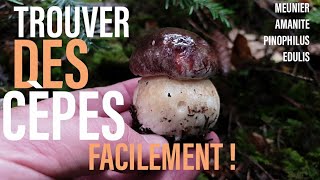 Trouver des cèpes facilement  Meunier  amanite tuemouches  Cèpes garantis [upl. by Ailemac]