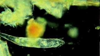 Rotifers Are Awesome [upl. by Tnilk374]