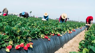 Farm Workers Grow And Pick Billions Of Strawberries In California  Strawberry Harvesting [upl. by Aubrette]