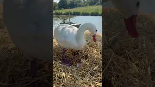 Coscoroba swan goose duck bird wildduck mallardduck animal muteswan wildducks gooseeggs [upl. by Adnahsor361]