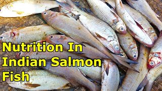 Nutrition In Indian Salmon Fishகாலா மீனின் சத்துக்கள் தெரிந்து கொள்வோம்rvs523 [upl. by Ahsinaj331]