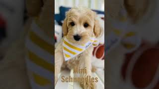 Mini Schnoodles due March 3 2024 Puppies 🐶 doodle schnoodle schnauzer puppy blackdog [upl. by Aletha]