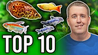 Top 10 Fish That Are Perfect For Planted Aquariums [upl. by Naletak734]