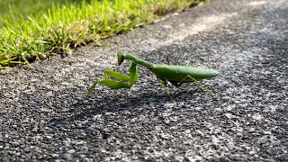 のんきに歩くハラビロカマキリ [upl. by Mariand]