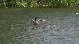 Red Crested and Common Pochards [upl. by Jeffie]