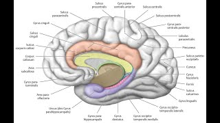 What anatomical Structure makes the Dentate Gyrus Distinctively Dentate Tooth like Appearance [upl. by Petrick]