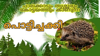 പൊട്ടിച്ചക്കി  The Bare Bellied Hedgehog  Madras Hedgehog  ഇത്തിൾപ്പന്നി Species of Least Concern [upl. by Misa124]